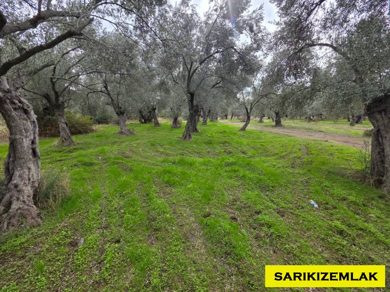 Edremit Yolören Mah`daZeytinlik. - 12